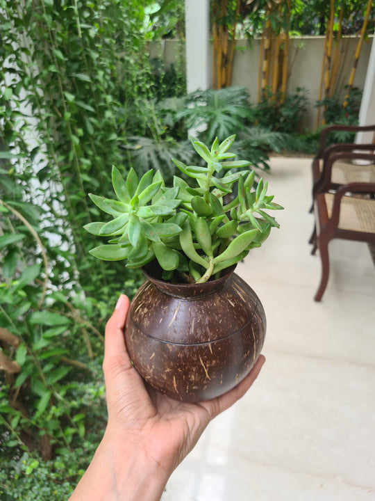 Pot Shaped Coconut Planter | Indoor Plants, Succulents (1 Pot)