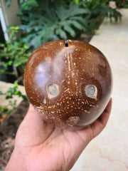 Coconut Piggy Bank (Openable at the Bottom)