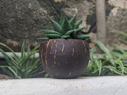 Coconut Planter | Indoor Plant Pots | Handmade