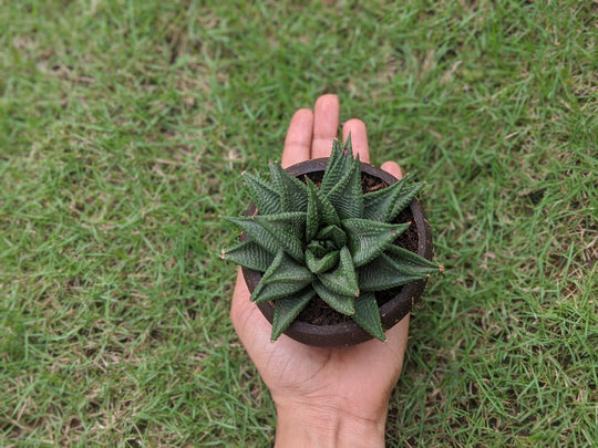 Coconut Planter | Indoor Plant Pots | Handmade